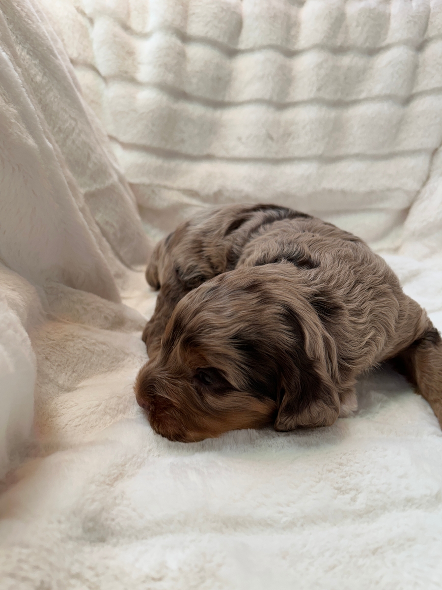 Male Merle Cockapoo puppy for Sale DOB 3-2-2025 $950